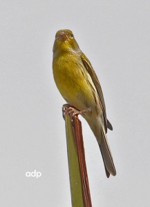 Wild Canary, Serinus canaria, adult male, Alan Prowse
